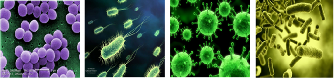 Bacteria