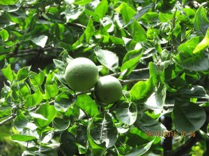 Bilva tree