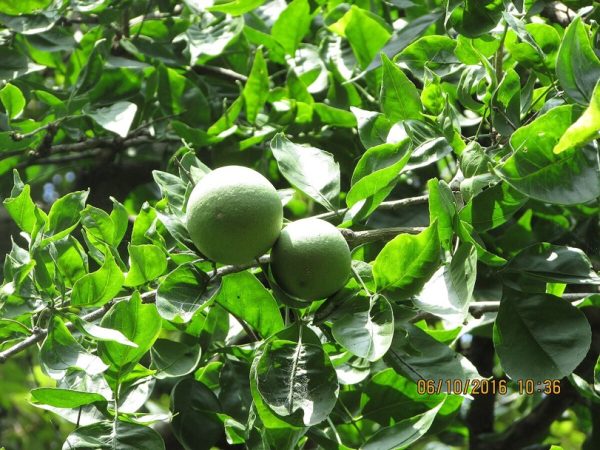 Bilva tree
