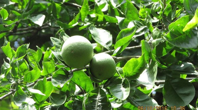 Bilva tree