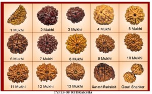 Rudraksha