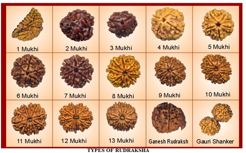 Rudraksha