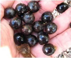 Acai Palm