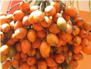 Areca palm