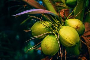 Coconut Water & facts