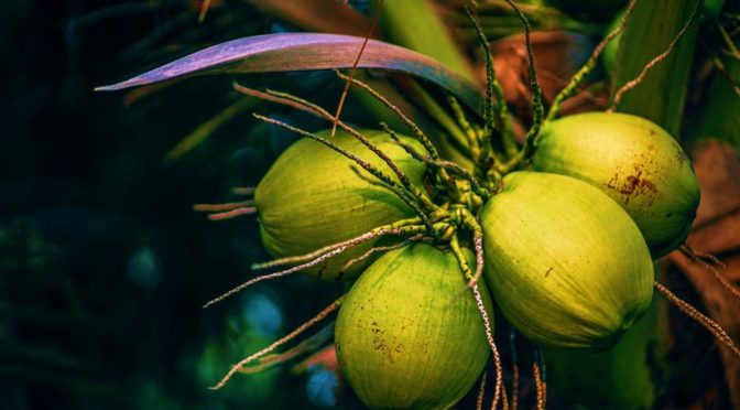 Coconut Water & facts