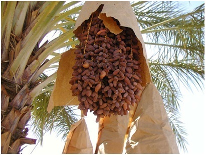 Date palm