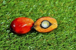 Oil palm