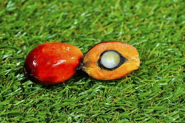 Oil palm