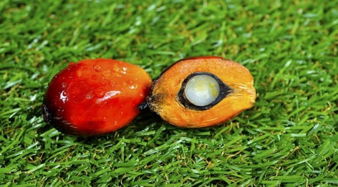 Oil palm