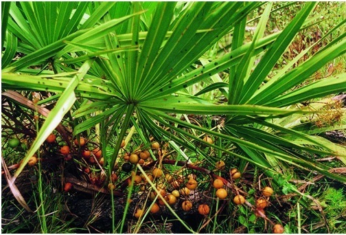 Saw Palmetto fruits