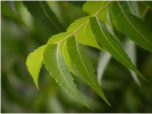 Azardirachta indica