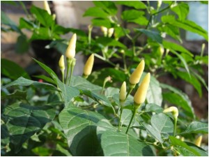 Chilies and hot peppers