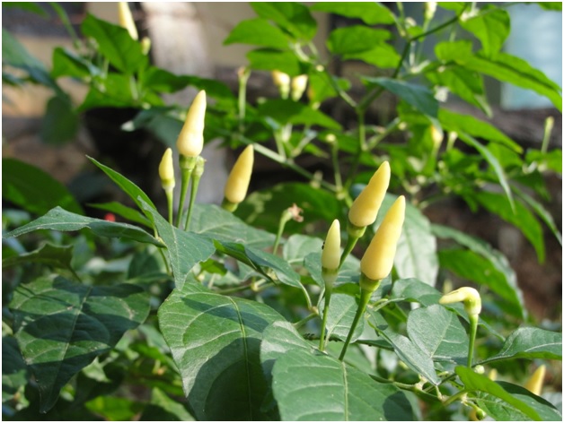 Chilies and hot peppers