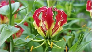 Flame Lily