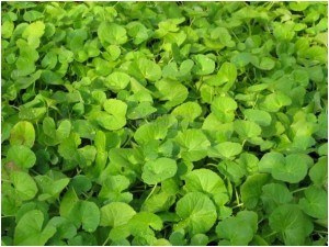 Gotu kola