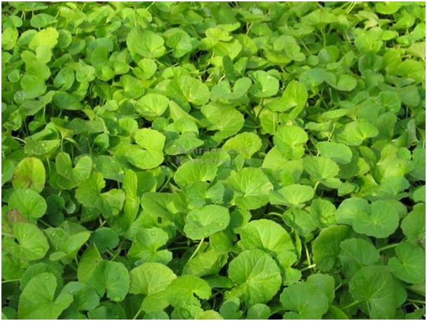 Gotu kola
