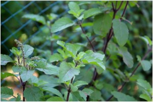 Incomparable Tulsi