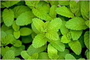 Mint