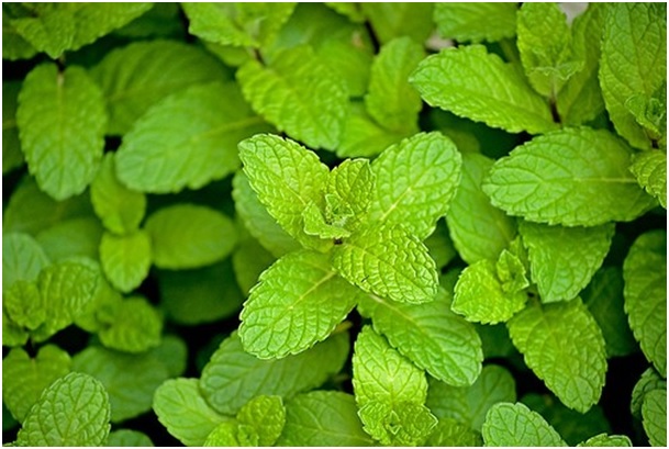 Mint