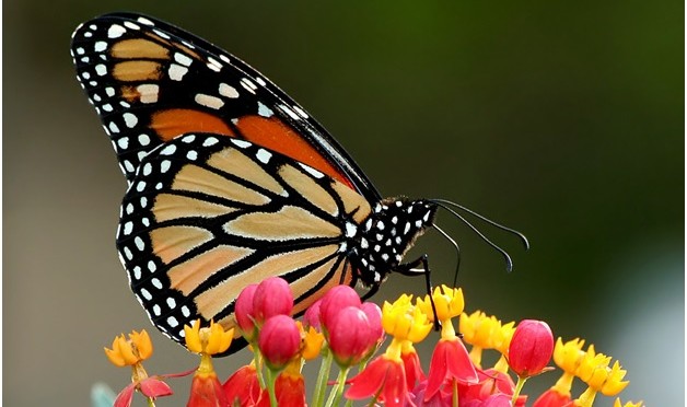 Monsanto Donates Millions to Save the Butterflies