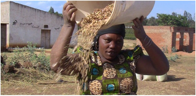 WHO OWNS SEEDS? IS IT FARMERS OR INDUSTRIAL GIANTS?