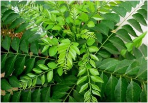 Curry Tree