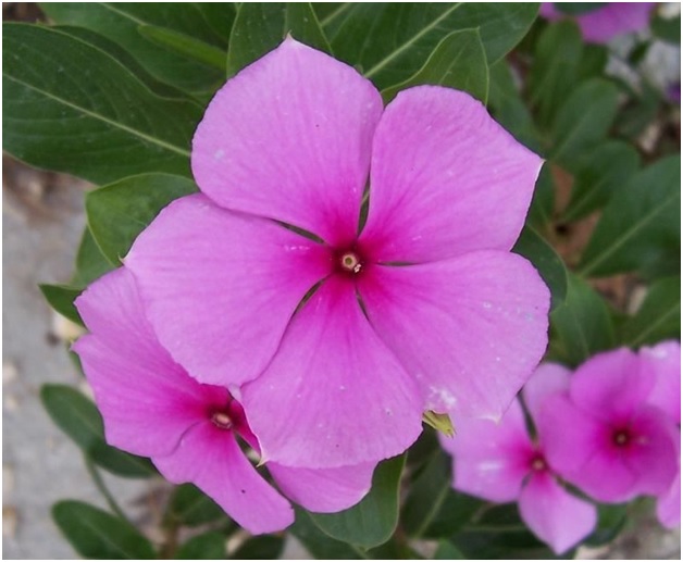 Periwinkle