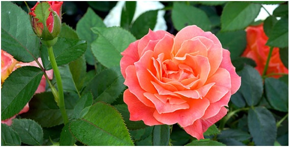 Roses