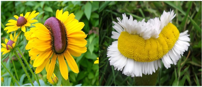 Daisies