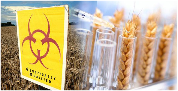 A farmer’s view: What to know about GMO