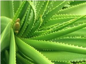 Aloe (Aloe vera)
