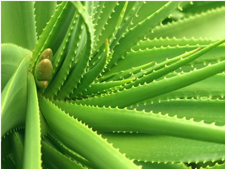 Aloe (Aloe vera)