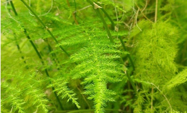 Asparagus species