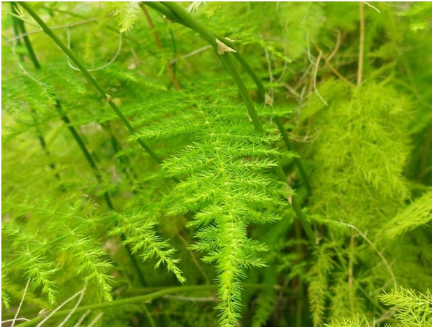 Asparagus species