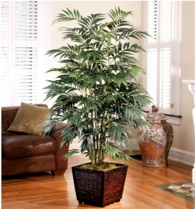 Bamboo palm (Chamaedorea sefritzii)