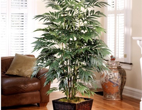 Bamboo palm (Chamaedorea sefritzii)