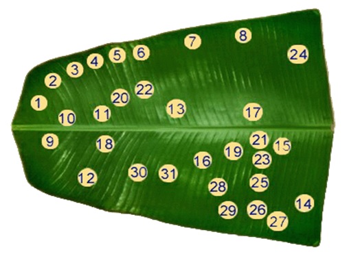 USE OF BANANA LEAF TO SERVE FOOD