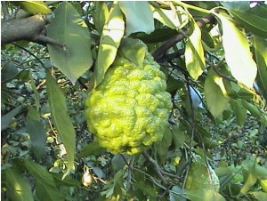 Bergamot essential oil (relaxing)
