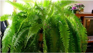 Boston Fern (Nephrolepis exaltata)
