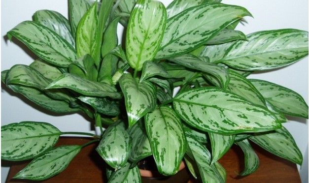 Chinese evergreen (Aglaonema Crispum 'Deborah')