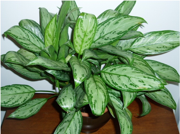 Chinese evergreen (Aglaonema Crispum 'Deborah')