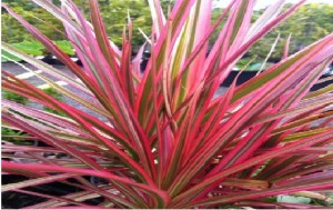 Dracaena Species