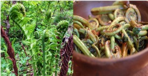 Edible Fiddlehead fern