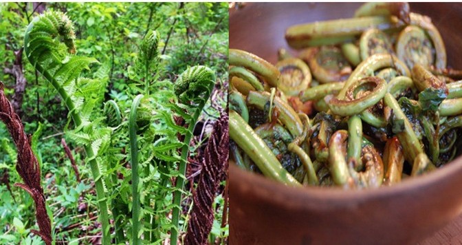 Edible Fiddlehead fern