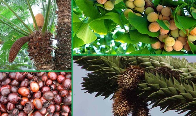 Edible Gymnosperms
