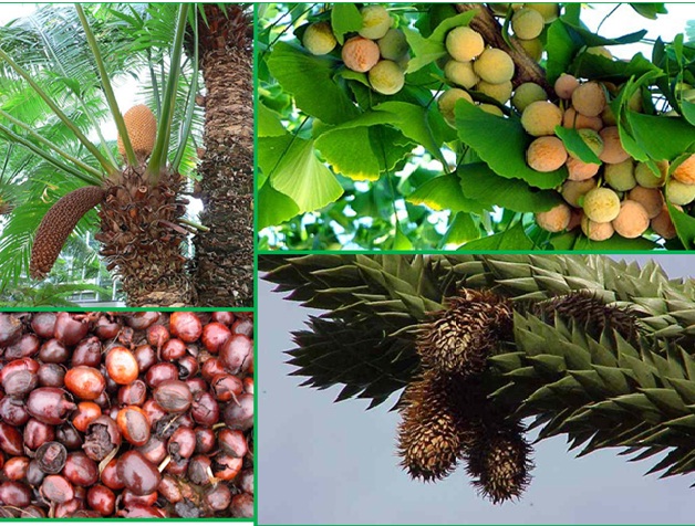 Edible Gymnosperms