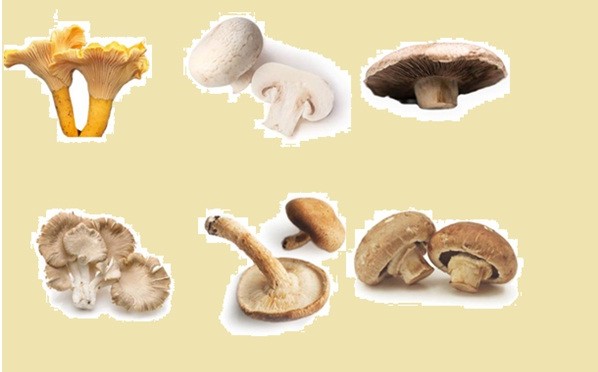 The six most common types of edible mushrooms