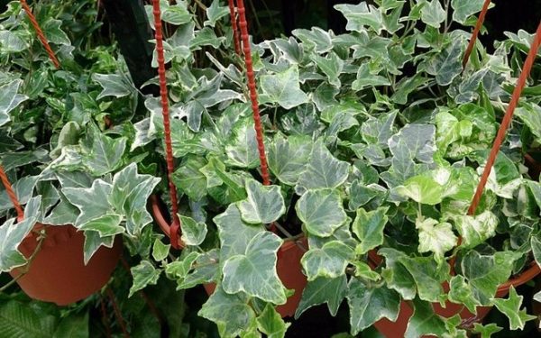 English ivy (Hedera helix)