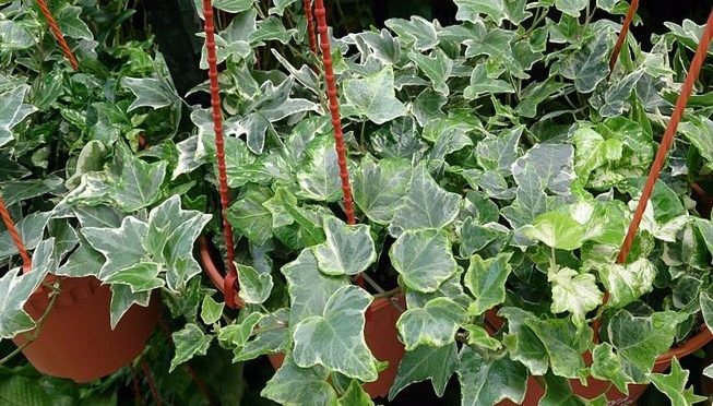 English ivy (Hedera helix)